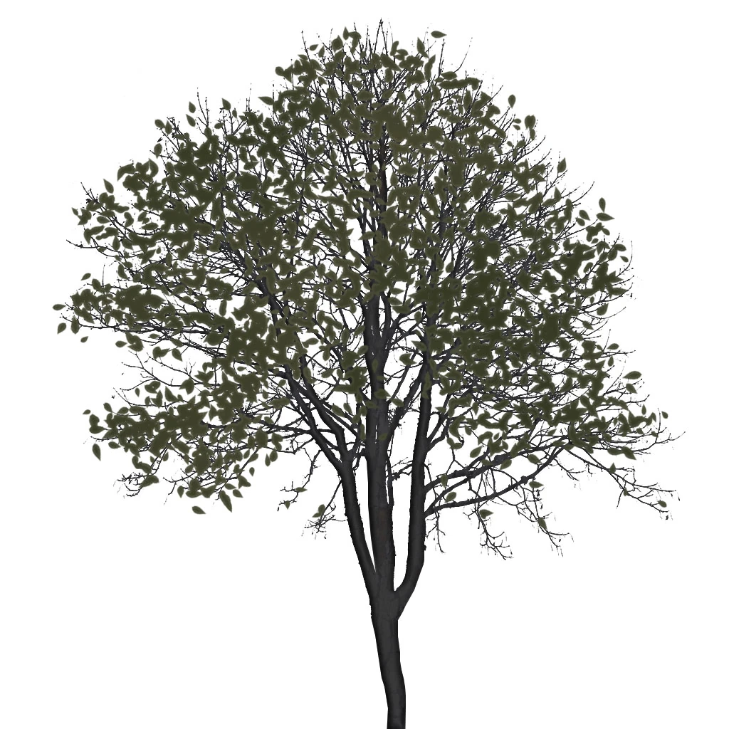 tree preview